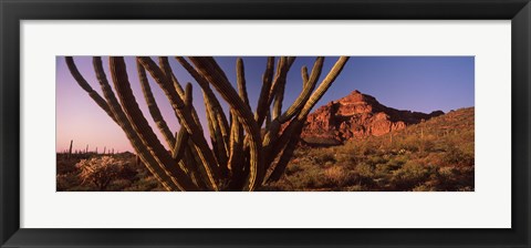 Framed Organ Pipe cactus on a landscape, Organ Pipe Cactus National Monument, Arizona Print