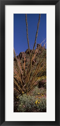 Framed Plants on a landscape, Organ Pipe Cactus National Monument, Arizona (vertical) Print