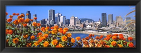 Framed Blooming flowers with city skyline in the background, Montreal, Quebec, Canada 2010 Print