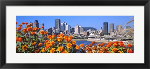 Framed Blooming flowers with city skyline in the background, Montreal, Quebec, Canada 2010 Print