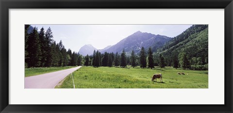 Framed Cows grazing in a field, Karwendel Mountains, Risstal Valley, Hinterriss, Tyrol, Austria Print