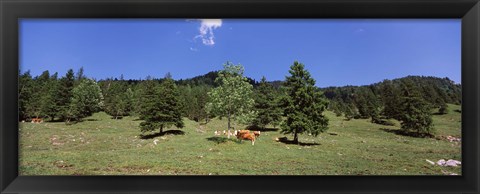 Framed Herd of cows grazing in a field, Karwendel Mountains, Risstal Valley, Hinterriss, Tyrol, Austria Print