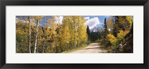 Framed Aspen trees on both sides of a road, Old Lime Creek Road, Cascade, El Paso County, Colorado, USA Print