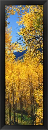 Framed Valley with Aspen trees in autumn, Colorado, USA Print