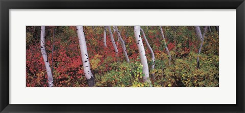 Framed Trees in a forest Print