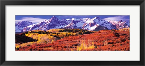 Framed Forest in autumn with snow covered mountains in the background, Telluride, San Miguel County, Colorado, USA Print