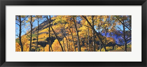 Framed Aspen trees in autumn with mountain in the background, Maroon Bells, Elk Mountains, Pitkin County, Colorado, USA Print