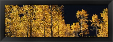 Framed Aspen trees in autumn, Colorado, USA Print