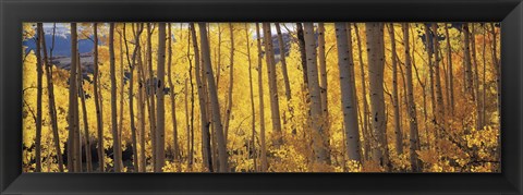 Framed Autumn Aspen trees, Colorado, USA Print