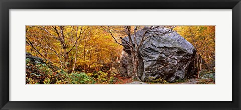 Framed Big boulder in a forest, Stowe, Lamoille County, Vermont, USA Print