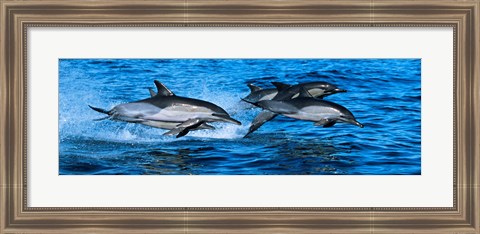Framed Dolphins in the sea Print