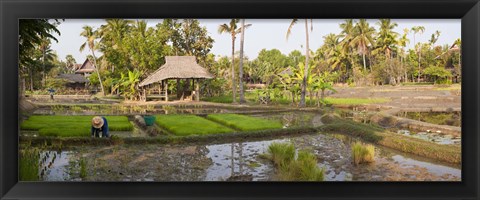 Framed Farmer working in a rice field, Chiang Mai, Thailand Print