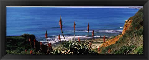 Framed Flowers and plants on the beach, Alvor Beach, Algarve, Portugal Print