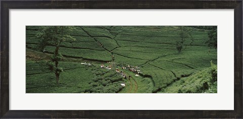 Framed Tea plantation, Java, Indonesia Print