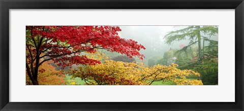 Framed Red &amp; Yellow Trees in Butchart Gardens, Vancouver Island, British Columbia, Canada Print