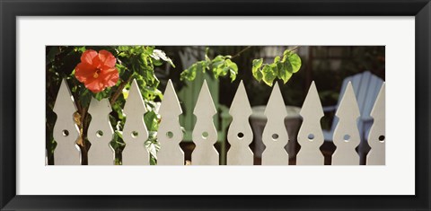 Framed White picket fence and red hibiscus flower along Whitehead Street, Key West, Monroe County, Florida, USA Print