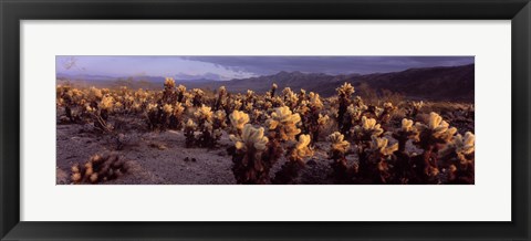 Framed Cholla Cactus in a desert, California, USA Print