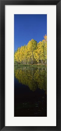 Framed Reflection of Aspen trees in a lake, Colorado, USA Print