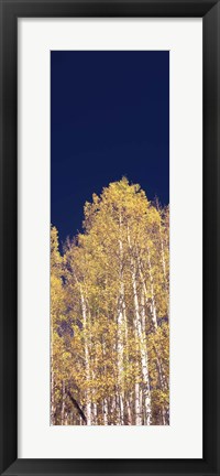 Framed Low angle view of Aspen trees, Colorado, USA Print