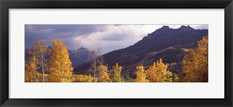 Framed Trees in a forest, U.S. Route 550, Jackson Guard Station, Colorado, USA Print