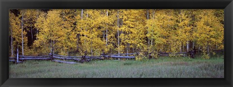 Framed Forest, State Highway 62, Ridgway, Colorado Print