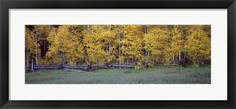 Framed Forest, State Highway 62, Ridgway, Colorado Print