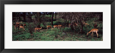 Framed Herd of impalas (Aepyceros Melampus) grazing in a forest, Kruger National Park, South Africa Print