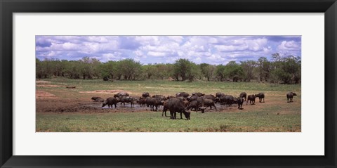 Framed Herd of Cape buffaloes (Syncerus caffer) use a mud hole to cool off in mid-day sun, Kruger National Park, South Africa Print