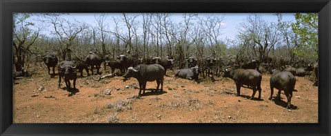 Framed Herd of Cape buffaloes wait out in the minimal shade of thorn trees, Kruger National Park, South Africa Print