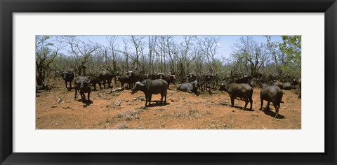 Framed Herd of Cape buffaloes wait out in the minimal shade of thorn trees, Kruger National Park, South Africa Print