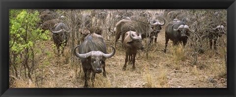 Framed Herd of Cape buffaloes, Kruger National Park, South Africa Print