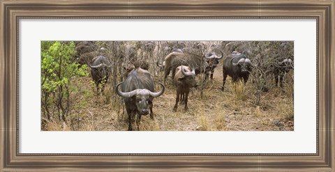 Framed Herd of Cape buffaloes, Kruger National Park, South Africa Print