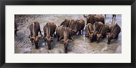 Framed Herd of Blue wildebeests (Connochaetes taurinus) at a waterhole, Mkuze Game Reserve, Kwazulu-Natal, South Africa Print