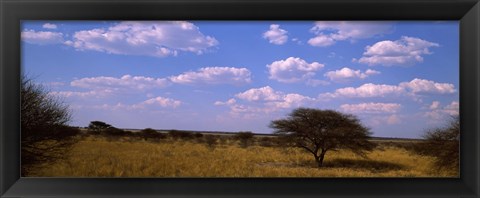 Framed Landscape view of arid savannah in the dry season, Central Kalahari Game Reserve, Botswana Print