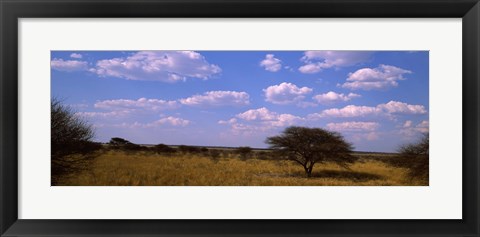 Framed Landscape view of arid savannah in the dry season, Central Kalahari Game Reserve, Botswana Print