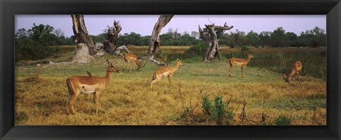 Framed Herd of impalas (Aepyceros Melampus) grazing in a field, Moremi Wildlife Reserve, Botswana Print