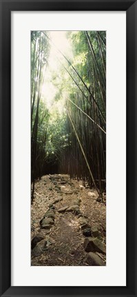 Framed Stone path through a Bamboo forest, Oheo Gulch, Seven Sacred Pools, Hana, Maui, Hawaii, USA Print