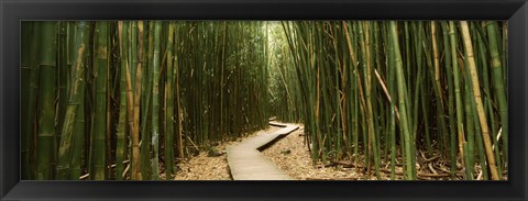 Framed Wooden path surrounded by bamboo, Oheo Gulch, Seven Sacred Pools, Hana, Maui, Hawaii, USA Print