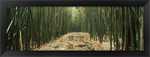 Framed Path with stones surrounded by Bamboo, Oheo Gulch, Seven Sacred Pools, Hana, Maui, Hawaii, USA Print