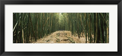 Framed Path with stones surrounded by Bamboo, Oheo Gulch, Seven Sacred Pools, Hana, Maui, Hawaii, USA Print