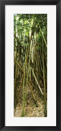 Framed Bamboo stems, Oheo Gulch, Seven Sacred Pools, Hana, Maui, Hawaii, USA Print