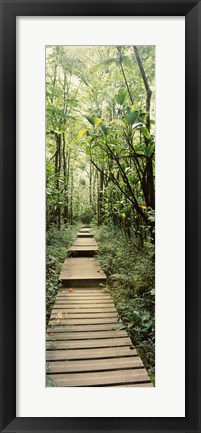 Framed Stepped path surronded by Bamboo shoots, Oheo Gulch, Seven Sacred Pools, Hana, Maui, Hawaii, USA Print