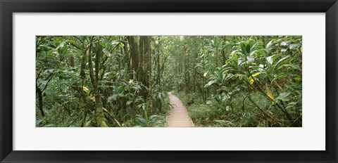 Framed Young bamboo with path, Oheo Gulch, Seven Sacred Pools, Hana, Maui, Hawaii, USA Print