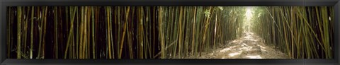 Framed Sun shining through a bamboo forest, Oheo Gulch, Seven Sacred Pools, Hana, Maui, Hawaii, USA Print