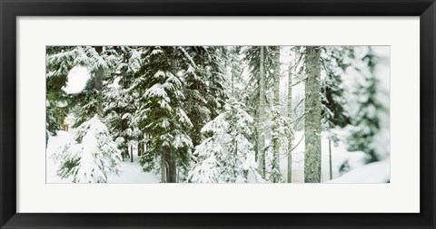 Framed Snow covered evergreen trees at Stevens Pass, Washington State Print