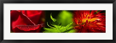 Framed Leaves and red flowers Print