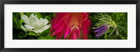 Framed White, pink and purple flowers Print