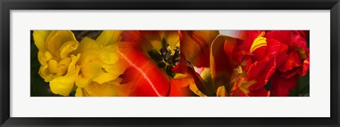 Framed Close-up of Tulips Print