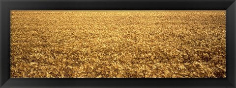 Framed Panorama of amber waves of grain, wheat field in Provence-Alpes-Cote D&#39;Azur, France Print