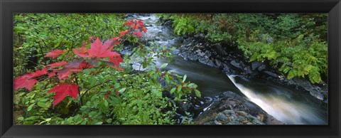 Framed River flowing through a forest, Black River, Upper Peninsula, Michigan (horizontal) Print